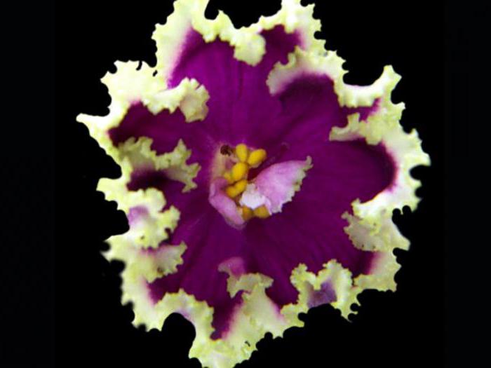 violet esmeralda recenze fotografií a popisu