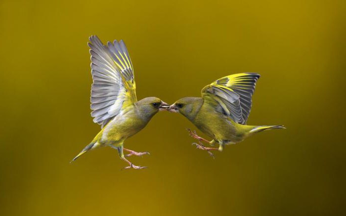 než nervový systém ptáků se liší od nervového systému plazů