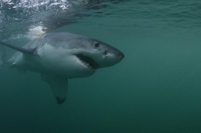 útoku žraloků ve Středozemním moři 