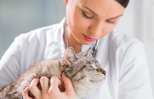návod k obsluze kočky urinari tract